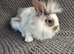 Mini Lion Lop Bunnies