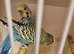 Proven pair budgies