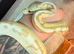 Banana Spider Ball python