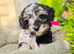 Lacasapoo Puppies &ndash; 4 Girls & 3 Boys Available