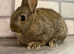 Netherland Dwarf Baby Boy