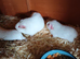 White self pew guinea pigs