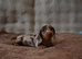 Mini Longhaired Dachshund puppies.