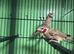 2 male cutthroat finches