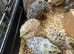 Jumbo Japanese Quail