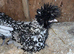 2 silver laced frizzle pullets