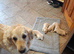 Golden Retriever puppies