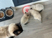 3 gorgeous Ragdolls looking for there forever home