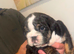 stunning litter of english bulldogs