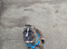 Staff cross sharpei