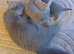 British blue kittens