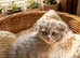 Scottish Fold & Straight Kittens