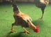 Trio OEG bantams