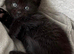 Bsh x Bombay kittens