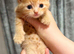 Very docile red boys cream girl