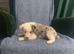 Ready now - Blue Merle Collie X Lurcher puppies