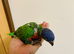 hand reared baby Rainbow lorikeet
