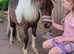 Mini shetland yearling colt