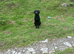 Part trained 11 month old male make brilliant pet or working dog