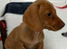 Stunning litter smooth haired mins