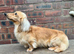 Minature dachshund