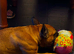 Super sweet red fawn frenchie female 3.5yrs in need of a home