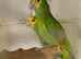 Bonded pair double yellow headed Amazons