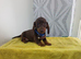 Chocolate and tan dashund puppy last 1 reaming