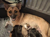 Chihuahua X Boy Puppies (only 3 left)