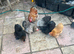 12 mixed colours of Pekin hatching eggs for sale