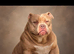 8 ABKC REGISTERED POCKET BULLYS
