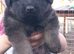 BEAUTIFUL LONG COATED GERMAN SHEPHERD PUPPIES
