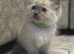 Ragdoll kittens ready now