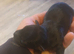 Yorkshire terrier puppies