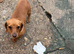 mini dachshund looking for new home