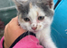 Gorgeous Kitten