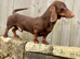 KC Reg PRA clear DNA health tested STUD!