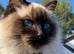 Ragdoll's beautiful long hair mixes (bargain kitties)
