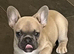 Stunning Female Frenchie