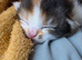 Kitten