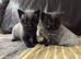 Two Adorable Kittens Looking for Their Forever Homes