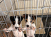 Pure Bread Jack Russell Pups ,