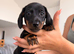 Standard dachshund x miniature