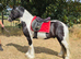 14.3/15hh 4 year old cob gelding