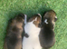 Jack Russell puppies