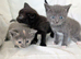 Pretty kittens > British Blue x Calico half Bengal from £100..