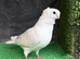 German owls breeder male