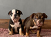 NEXT-LEVEL BRITISH BULLDOGS – ROYAL BLOODLINES & UNREAL LOOKS