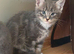 Mainecoon Cross kittens Ready Now