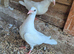 Pigeon